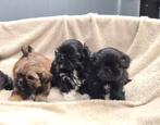shih tzu pups, Dieren en Toebehoren, België, Overige rassen, CDV (hondenziekte), 8 tot 15 weken