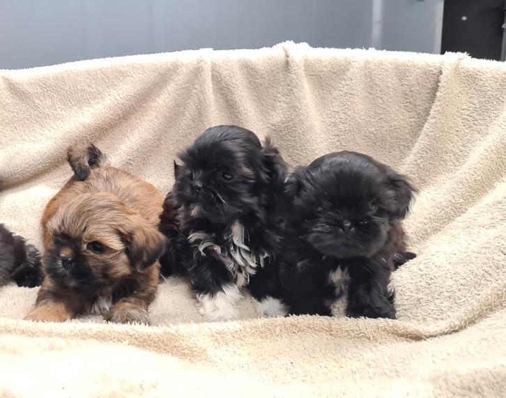 shih tzu pups, Dieren en Toebehoren, Honden | Chihuahua's en Gezelschapshonden, Meerdere dieren, Overige rassen, Fokker | Professioneel