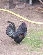 Sierhaantjes, Dieren en Toebehoren, Pluimvee, Mannelijk, Kip