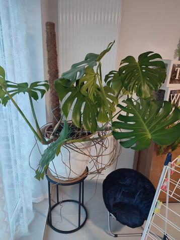 Monstera met pot beschikbaar voor biedingen
