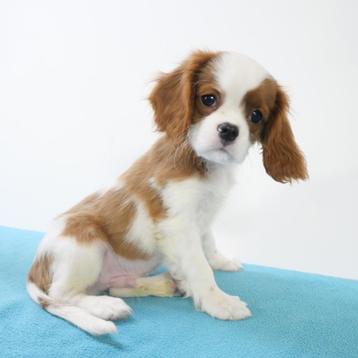 Cavalier King Charles, adorables chiots