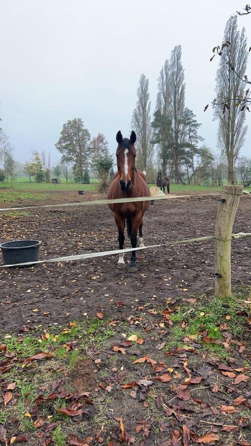 Top merrie, Dieren en Toebehoren, Paarden, Merrie