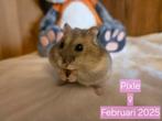 Russische dwerghamster ter adoptie, Dieren en Toebehoren, Knaagdieren, Hamster, Februari, Vrouwelijk, Tam