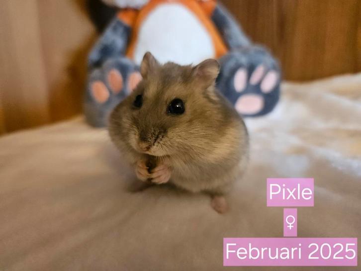 Russische dwerghamster ter adoptie, Dieren en Toebehoren, Knaagdieren, Vrouwelijk, Hamster, Februari, Tam