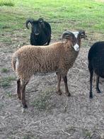Soay ram, Dieren en Toebehoren, Mannelijk, Schaap, 0 tot 2 jaar
