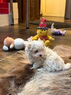Maltezer pupje, Dieren en Toebehoren, Honden | Chihuahua's en Gezelschapshonden, België, Maltezer, CDV (hondenziekte), 8 tot 15 weken