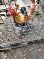 Jonge haan tarwe, Dieren en Toebehoren, Pluimvee