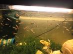 Guppy's te koop, Dieren en Toebehoren