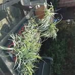 Stekjes Graslelie (kamerplant), Overige soorten, Bloeiende kamerplant, Ophalen