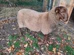 Ardense voskop dekram te koop, Dieren en Toebehoren, Mannelijk, Schaap, 0 tot 2 jaar