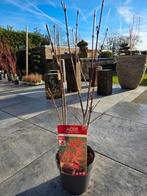 Érable japonais Atropurpureum, Enlèvement