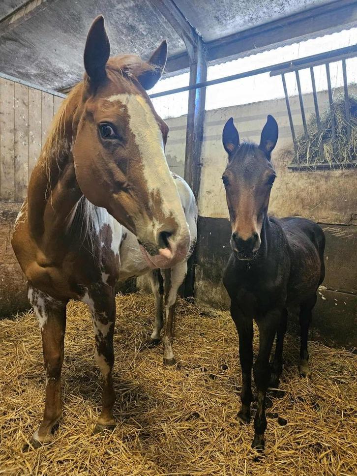 2 mooie paintveulens merrie en hengst, Dieren en Toebehoren, Paarden, Merrie, Niet van toepassing, 0 tot 2 jaar, Gechipt, Ontwormd