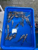 Jeunes kois européens, Animaux & Accessoires, Poissons | Poissons d'étang, Carpe ou Koï