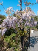 glycine, Enlèvement ou Envoi