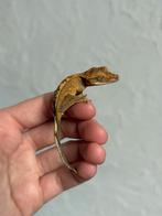 Wimpergekko babies, Dieren en Toebehoren, Reptielen en Amfibieën, Hagedis, Tam, 0 tot 2 jaar
