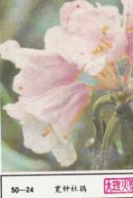 lucifermerk luciferetiket #213 bloemen (50-24), Verzamelen, Rookartikelen, Aanstekers en Luciferdoosjes, Nieuw, Verzenden, Luciferdoosjes of -merken