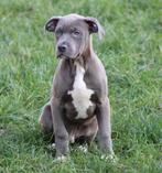 Chiot américain Stafford, American Staffordshire Terrier, Chien (mâle), Belgique, Un chien