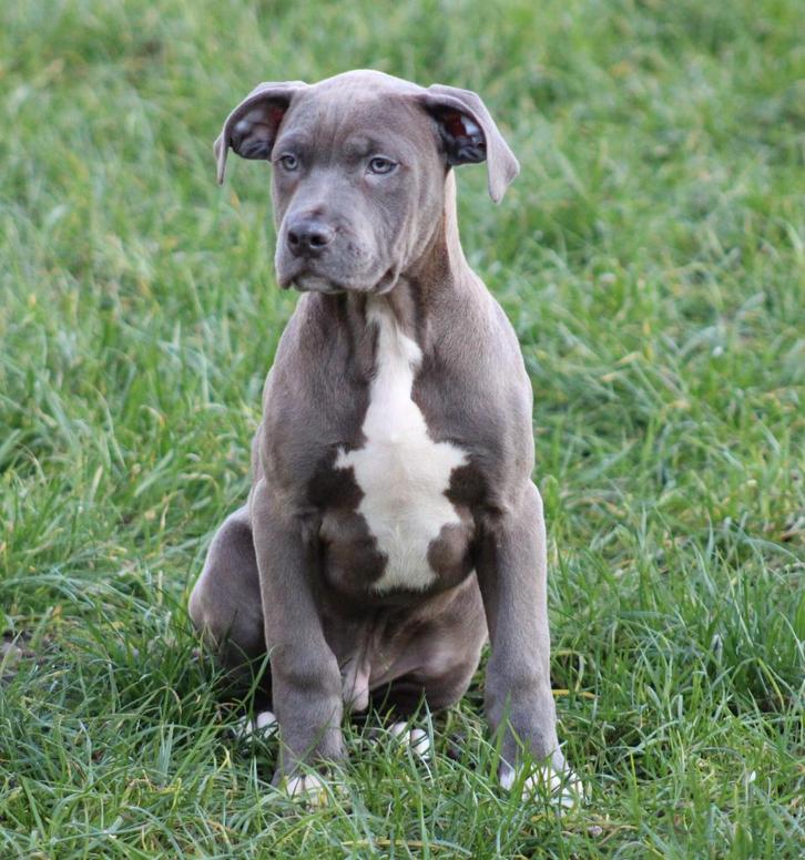 Chiot américain Stafford, Animaux & Accessoires, Chiens | Jack Russell & Terriers, Chien (mâle), American Staffordshire Terrier