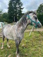 Poulain cheval étalon, Animaux & Accessoires, Chevaux & Poneys | Étalons & Juments poulinières, Étalon