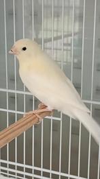 Kanarie, Dieren en Toebehoren