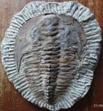 Trilobiet - Op het originele ganggesteente - Cambropallas te, Ophalen of Verzenden, Fossiel