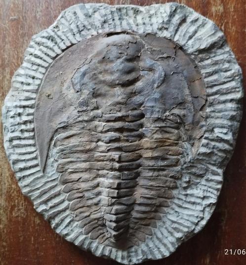 Trilobiet - Op het originele ganggesteente - Cambropallas te, Verzamelen, Mineralen en Fossielen, Fossiel, Ophalen of Verzenden