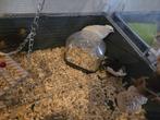 Chinese kwartels, Dieren en Toebehoren, Vogels | Overige Vogels