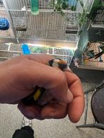 Chardonneret, Dieren en Toebehoren, Ophalen of Verzenden