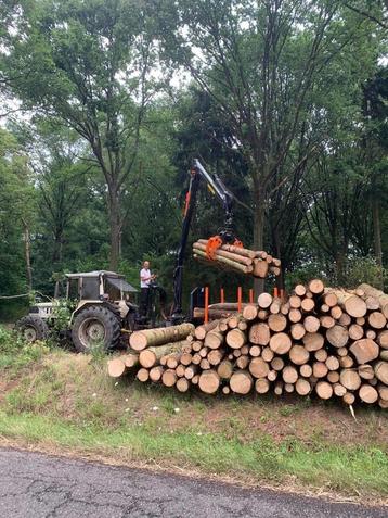 Brandhout op stam beschikbaar voor biedingen