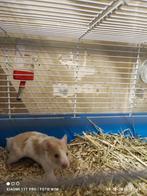 Syrische hamster man, Dieren en Toebehoren, Knaagdieren, April, Mannelijk, Hamster