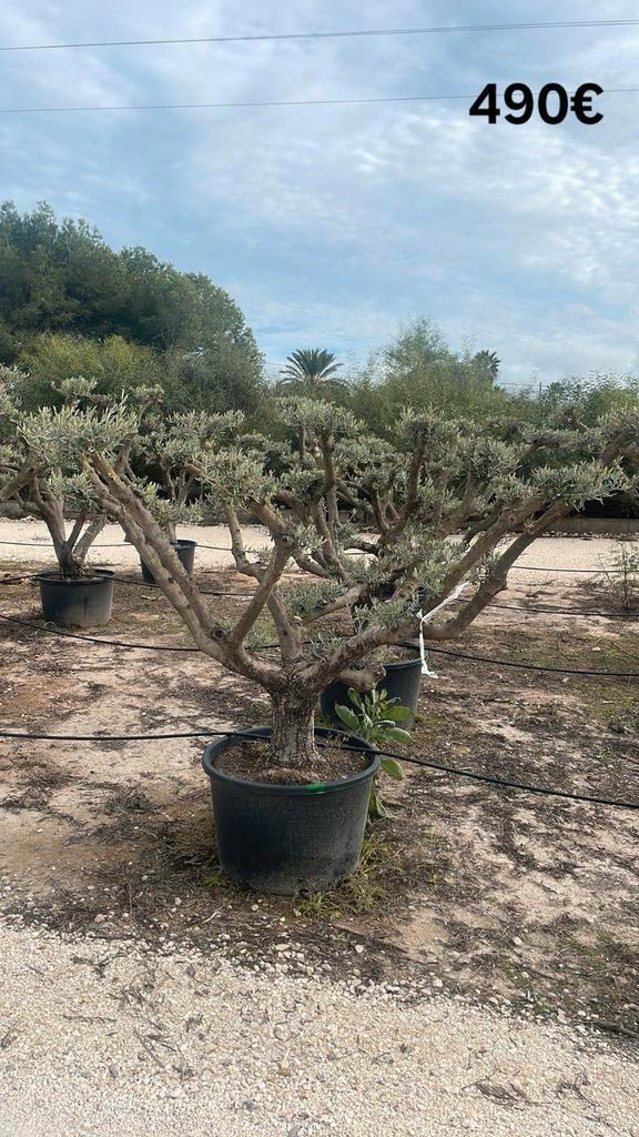 Olijfbomen olea europaea plato april 2026 in België!, Tuin en Terras, Planten | Bomen, Ophalen