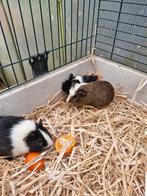 Jonge cavia mannetjes, Dieren en Toebehoren, Cavia