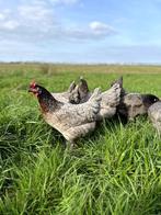 Jonge tamme bleu de landes kippen hennen gesekst en ingeënt, Dieren en Toebehoren, Pluimvee, Vrouwelijk, Kip