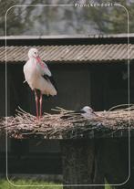OOIEVAARS  OP  NEST  IN  DIERENPARK  PLANCKENDAEL, Verzenden, Ongelopen, Vogel