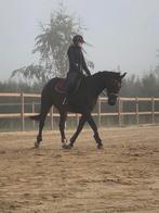 Super lief dressuur paard te koop wegens stopzetting hobby, Dieren en Toebehoren, Paarden, Gechipt, Ruin, Niet van toepassing