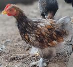 Cochin kriel haantje, Dieren en Toebehoren, Pluimvee