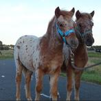 Mooi span appaloosa veulens kinderpony panterbont, Dieren en Toebehoren, Minder dan 160 cm, Gechipt, Niet van toepassing, 0 tot 2 jaar