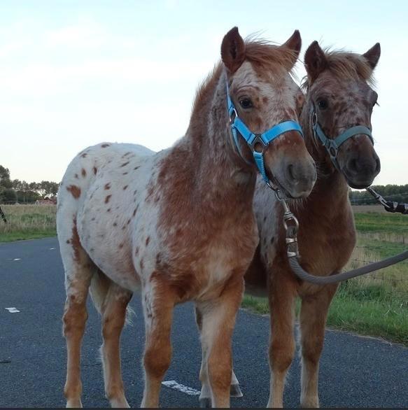 Mooi span appaloosa veulens kinderpony panterbont, Dieren en Toebehoren, Paarden, Hengst, Niet van toepassing, Minder dan 160 cm
