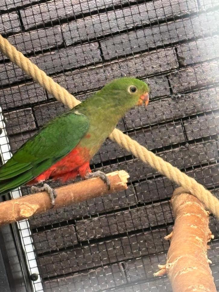 Koningsparkiet man 2025, Animaux & Accessoires, Oiseaux | Perruches & Perroquets, Perruche, Mâle, Bagué