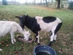 Dekbok melkgeit, Dieren en Toebehoren, Schapen, Geiten en Varkens, Geit