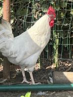 Leghorn Haan, Animaux & Accessoires, Mâle, Poule ou poulet