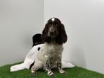 Engelse Cocker Spaniel pups, Dieren en Toebehoren, België, 8 tot 15 weken, CDV (hondenziekte), Meerdere