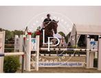 Top 12-jarige springmerrie te koop, Dieren en Toebehoren, Paarden, Merrie, Springpaard, Z, Gechipt