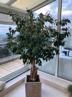 Prachtige ficus met gevlochten stam, Tuin en Terras, Ophalen