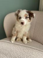 Border collie pups, Dieren en Toebehoren, Honden | Herdershonden en Veedrijvers, België, CDV (hondenziekte), 8 tot 15 weken, Collie