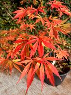 Acer palmatum Shinonome, japanse esdoorn, Tuin en Terras, Ophalen, Halfschaduw, Minder dan 100 cm