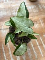 Syngonium Three Kings, Huis en Inrichting, Kamerplanten, Ophalen of Verzenden