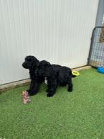 Prachtige cockapoo pups (Engelse cocker x dwergpoedel), Dieren en Toebehoren, Honden | Retrievers, Spaniëls en Waterhonden, België