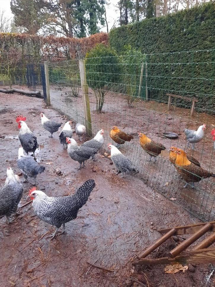 Campines / Kempens hoen, Dieren en Toebehoren, Pluimvee, Kip, Meerdere dieren
