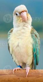Oiseaux, Ophalen